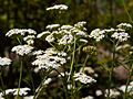 Achillea millefolium IMG_4813 Krwawnik pospolity